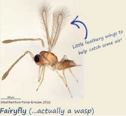 The fairyfly floats on air currents with its little feathery wings.