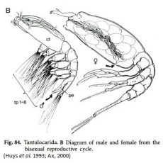 Stygotantulus stocki is the smallest recorded animal