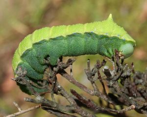 Rhodinia fugax caterpillar that uses bile pigments to  make its greens. PC: Alpsdake (CC BY-SA 3.0)