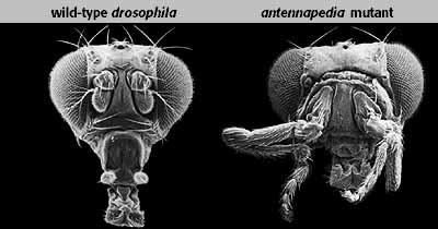 When job differentiation goes wrong.  F. R. Turner at Indiana University.