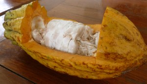 During my time in Ecuador I went to a chocolate factor and was able to nibble on the flesh that surrounds the beans. 