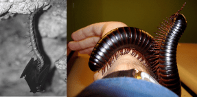 To the left, the Giant Peruvian Centipede eating a bat in its natural habitat. On the right, a Giant African Millipede on someone's arm. Centipede picture courtesy of article cited below, millipede picture courtesy of Steve Jurvetson via Wikimedia commons.