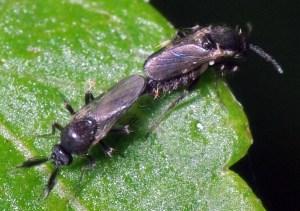 The little midges. Mating pair.  Christophe Quintin (CC BY-NC 2.0)