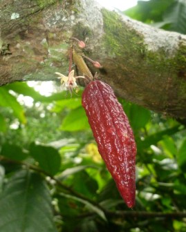 Buds, a flower, and the fruiting pod of a chocolate plant. 