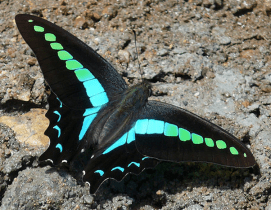 I'm the Common Blue Bottle (Graphium sarpedon). The blue pigment in me is from sarpedobilin, a bile pigment named after me. The green is our friend Lutein.  PC: K. Mohan Raj  (CC BY-SA 3.0)
