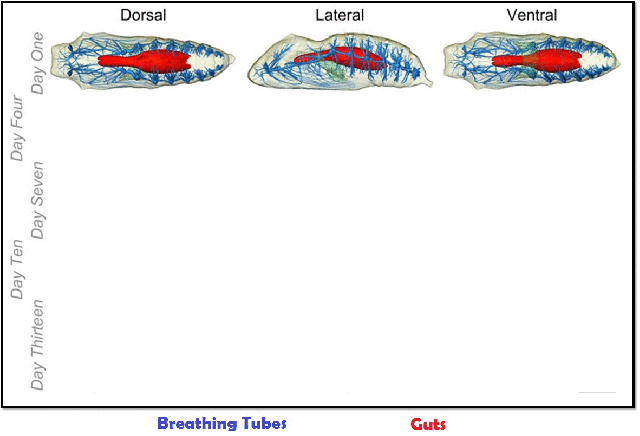 In blue, the tracheal tubes get bigger.  In red, the gut shrinks. But both are still very much there.  
