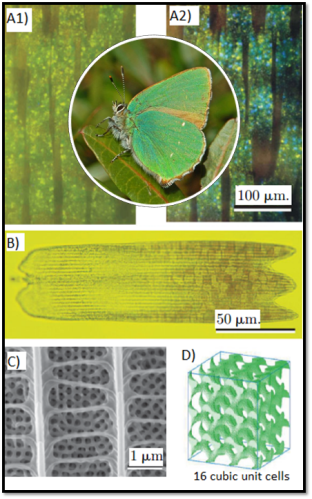 A) Scales under polarized light B) The Scale C) The naturally occuring gyroid structure D) The computer model of the structure