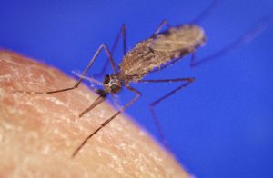 Anopheles gambiae, a mosquito responsible for more human suffering than war. Image courtesy of James D. Ganthany, via Wikimedia commons.