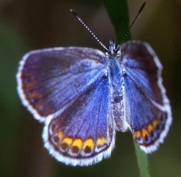This butterfly is endangered not because of collecting, but because the city of Albany New York was plopped on top of it's restricted and specific habitat.  Hollingsworth, J & K - U.S. Fish & Wildlife Service National Digital Library: WO-5309-020