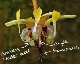 H. Zell Wikimedia Commons Edited by Nancy Miorelli