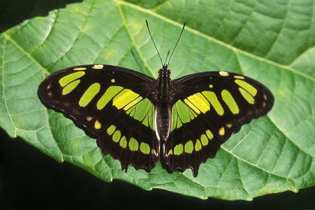 The Malachite Butterfly is really stunning, but apparently not interesting enough to warrant scientific research.  PC: Drriss & Marrionn (CC By 2.0 Generic)