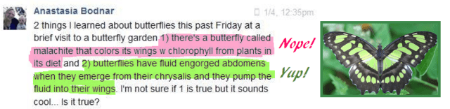 Nope not chlorophyll. 