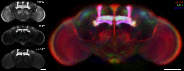 The mushroom bodies are hilighted in this Drosophila head.  Schindelin and Heisenberg, 2006