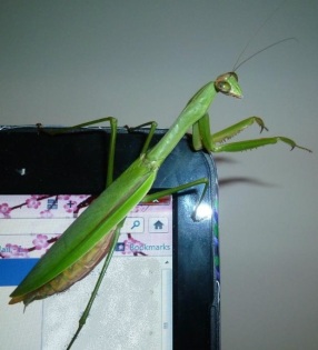 Nancy's pet mantis lived her full expected 6 month adult life span. 