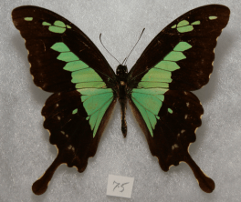 I'm the Apple Green Swalowtail (Papilio phorcas) for which the bile pigment phorcabilin was named after. PC: Dave Rogers (CC BY 2.0)