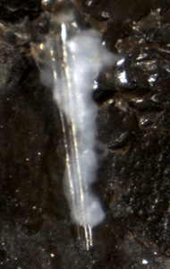 Capsule surrounding a glass rod, taken from Pseudoplusia includens as a part of Joe's thesis project.