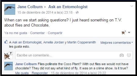 Chocolate and Flies? 