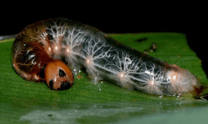 This is a naturally occurring transparent caterpillar! However, you can clearly see the the tracheal system connected to the spiraces.  Photo: Jim Cordoba, Enio Cano