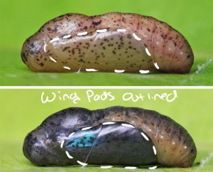 You can really see the wing pads, and how the wings develop in this Dark Caerulean Butterfly pupa. Photo by Horace Tan 