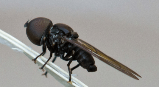 A male Big Eyed Fly. It's entire head is a pair of eyes. (Diptera: Pipunculidae) PC: Marcello Consolo (CC BY SA 2.0)