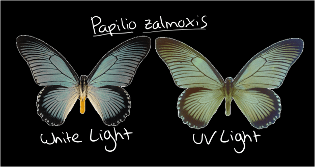 The same Giant Swallowtail butterfly under white light and UV light.  PC: