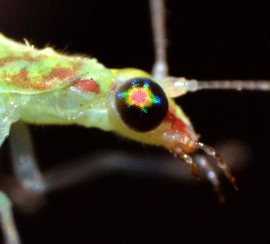 The ommatidia in most insects are hexagonal so you can get some really striking star patterns in insect eyes. PC: Nancy Miorelli 