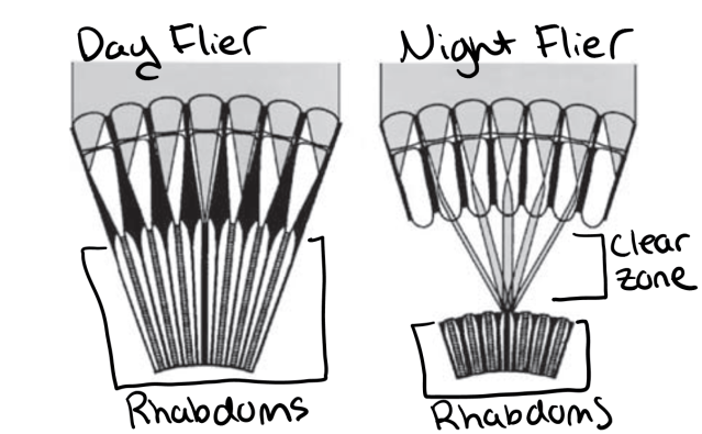 Generally day flying insects have one rhabdom associated with one ommatidium. In night flying insects, one rhabdom can receive information from several ommatidia. 