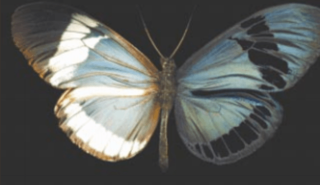 Heliconius cydno photographed in both visible light (left) and through polarization filters (right).  This butterfly has polarized (blue) regions and unpolarized  (black) regions.  PC:  Sweeney et al. 2003