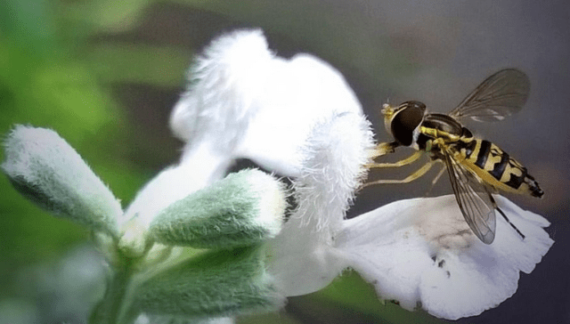 Hover Fly (Syrphidae) PC: Nancy Miorelli
