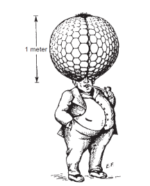 An early estimate about the size of compound eyes humans would need to obtain the same resolution we have. Although, in reality, it would have to be bigger than this. PC: Kirschfed 1976.