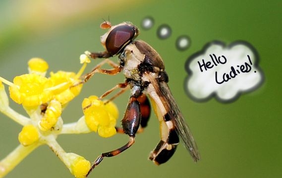 I've got you in my sight lines. (Syritta pipiens) PC: Alvesgaspar (CC BY SA 3.0)