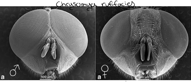 Male and female of a Blow Fly. (Chrysomya rufifacies) PC: Sukontason et al. 2008