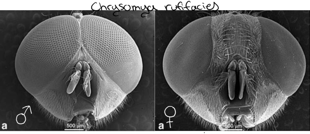 Male and female of a Blow Fly. (Chrysomya rufifacies)  PC: Sukontason et al. 2008