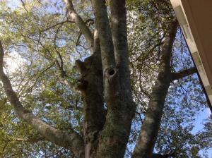 Picture of hard to reach mosquito breeding spots, courtesy of Sherry Thompson from the Garden Professor's Blog.