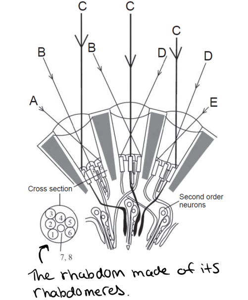 The rhabdom broken into its rhabdomeres. There are technically eight, but 7 and 8 sit on top of each other. PC: Horrige, 2005