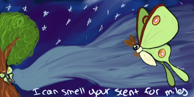 Luna Moths (Actias luna) PC: Nancy Miorelli