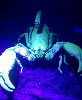 Scorpions glow under UV light. But it's not good for them to have prolonged exposures