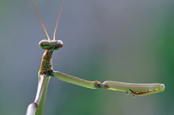 Mantises great at catching things and good at fist bumps PC: (CC by NC SA 2.0)