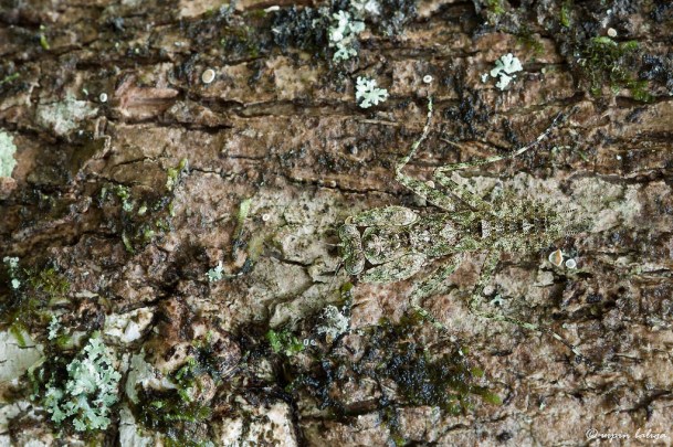 This Bark Mantis is just standing by PC: Vipin Baliga (CC by SA 2.0)