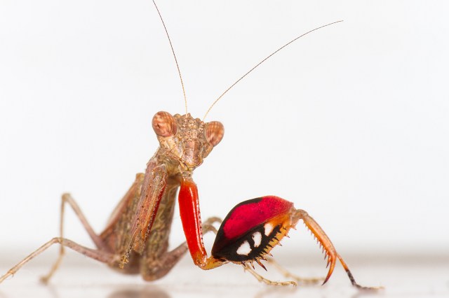 Boxer Mantis PC: Frupus (CC by NC 2.0)