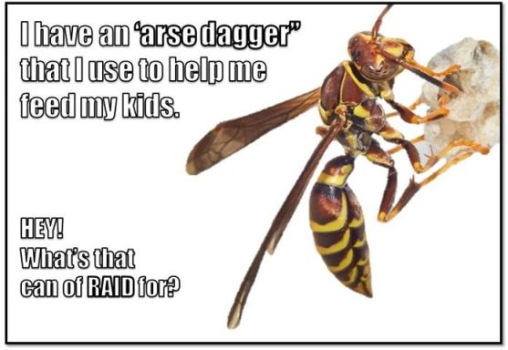 Wasps I feel get an unfair share of hate.  PC: Nancy Miorelli