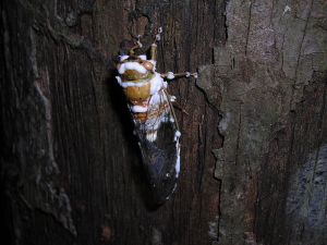 Cicada infected with Beauveria fungus in Bolivia. Image credit: "Beauveria bassiana 16552" by Danny Newman (newmy51) at Mushroom Observer. Licensed under CC BY-SA 3.0 via Wikimedia Commons http://commons.wikimedia.org/wiki/File:Beauveria_bassiana_16552.jpg#mediaviewer/File:Beauveria_bassiana_16552.jpg