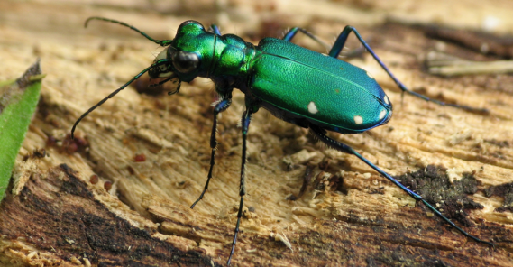 This six spotted tiger beetle can be a shiny addition to your garden.  PC: Lisa Brown (CC By SA 2.0)