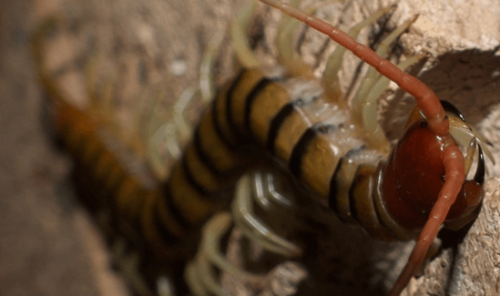 Centipides can give you a pretty harsh bite! Be careful. PC: Bill and Mark Bell (CC BY SA 2.0)