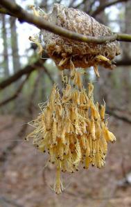 Mantids emerging from the ootheca. Within a few hours, the unlucky stragglers may be caught in a Battle Royale to see who's the most hungry. Photo courtesy of Christina Borders from BugGuide.net, used under a CC 1.0 license.