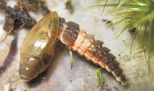 This firefly larva has escargot on the menu.  PC: Rios and Quinta, 2010