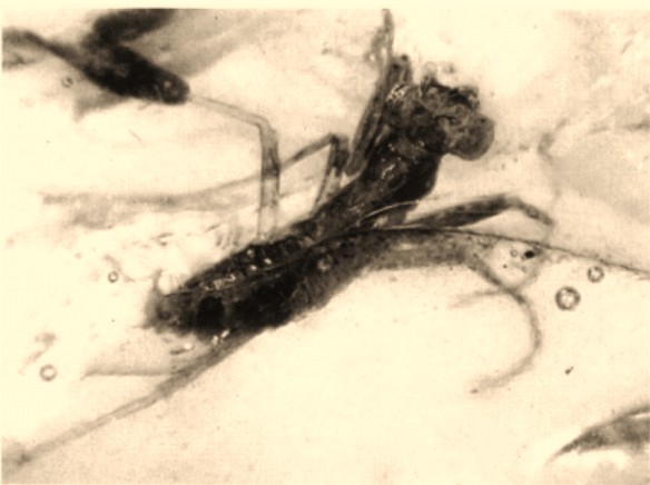 This mantis was found in Amber from the Cretaceous period PC: Grimald, 1997