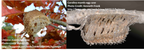 Mantid egg cases