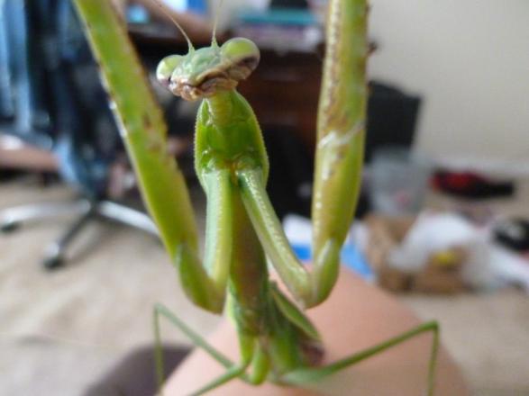 My pet mantis Tianna =D I'm bad at naming things though, so I just called her "mantis".  PC: Nancy Miorelli