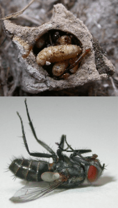 Miltogrammine fly Jeff Hollenbeck Bugguide